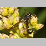 Eumenes coronatus - Pillenwespe m01a 11mm - OS-Piesberg-det.jpg